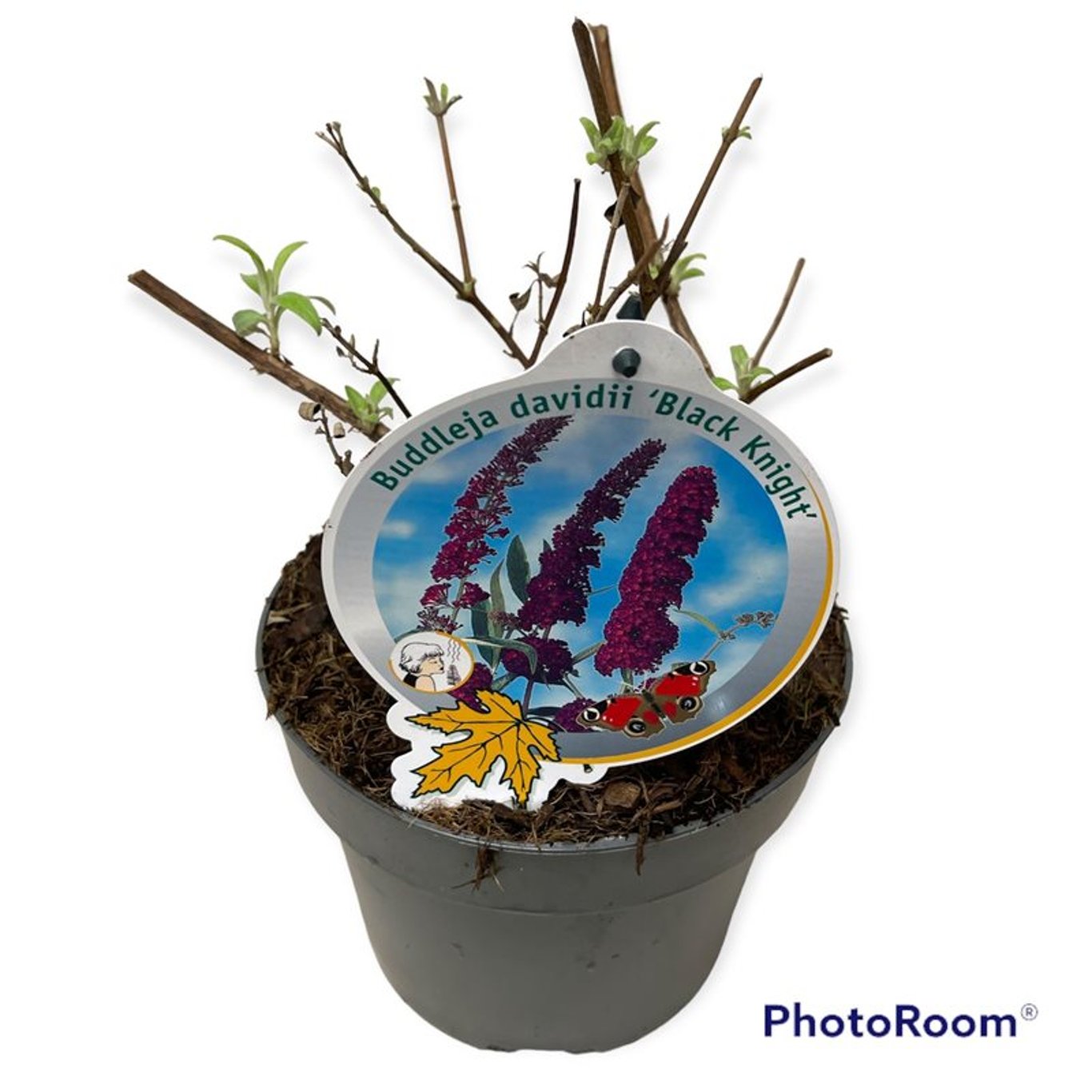 Sommarlilja – Buddleja d. 'Black Knight' - C3